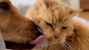 Illustration : À l'âge record de 26 ans, ce chat trop faible pour se laver survit grâce aux soins de son ami chien (vidéo)