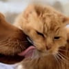 Illustration : &Agrave; l'&acirc;ge record de 26 ans, ce chat trop faible pour se laver survit gr&acirc;ce aux soins de son ami chien (vid&eacute;o)