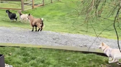Illustration : &laquo; Rien ne peut la freiner &raquo;, amput&eacute;e d'une patte, cette chienne court avec les ch&egrave;vres et leur montre qui est le chef (vid&eacute;o)