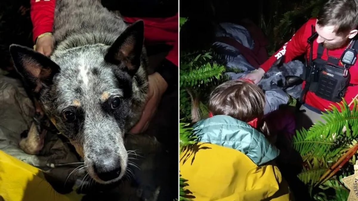 Illustration : "Perdue dans les bois par une nuit glaciale, une octogénaire survit grâce au comportement exemplaire de son chien"
