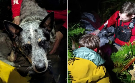 Perdue dans les bois par une nuit glaciale, une octogénaire survit grâce au comportement exemplaire de son chien
