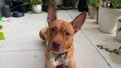 Illustration : Enferm&eacute;e dans un couloir sans nourriture, cette adorable chienne m&eacute;rite aujourd&rsquo;hui de d&eacute;couvrir la chaleur d&rsquo;une vraie famille