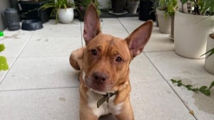 Illustration : Enfermée dans un couloir sans nourriture, cette adorable chienne mérite aujourd’hui de découvrir la chaleur d’une vraie famille