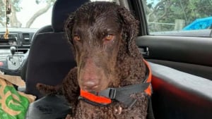 Illustration : "4 jours après avoir survécu à un naufrage, une chienne surgit des buissons et accepte enfin une main tendue"