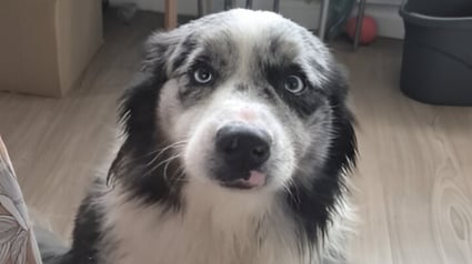 Illustration : Enferm&eacute; depuis 8 mois dans un appartement, ce Berger Australien secouru par la police ne conna&icirc;tra plus jamais la solitude