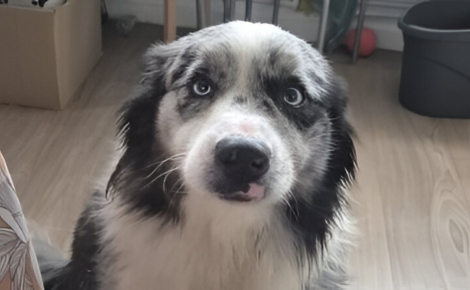 Enfermé depuis 8 mois dans un appartement, ce Berger Australien secouru par la police ne connaîtra plus jamais la solitude