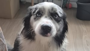 Illustration : "Enfermé depuis 8 mois dans un appartement, ce Berger Australien secouru par la police ne connaîtra plus jamais la solitude"