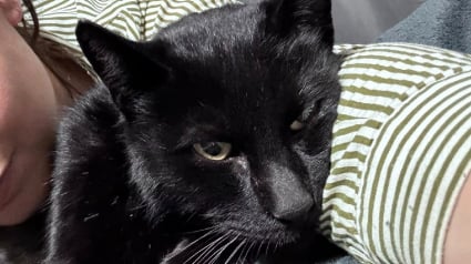 Illustration : Elle scrolle sur Facebook et tombe sur la photo de son chat disparu depuis 2 ans