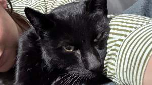 Illustration : Elle scrolle sur Facebook et tombe sur la photo de son chat disparu depuis 2 ans