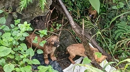 Illustration : &laquo; Jet&eacute;s par la fen&ecirc;tre d'une voiture &raquo;, des t&eacute;moins assistent &agrave; l'horreur et d&eacute;clenchent un sauvetage p&eacute;rilleux