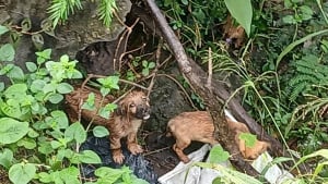 Illustration : "« Jetés par la fenêtre d'une voiture », des témoins assistent à l'horreur et déclenchent un sauvetage périlleux"