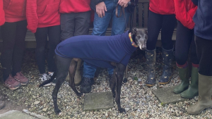 Illustration : Après plus de 1000 jours d'attente au refuge, ce Lévrier trop longtemps ignoré goûte enfin au bonheur