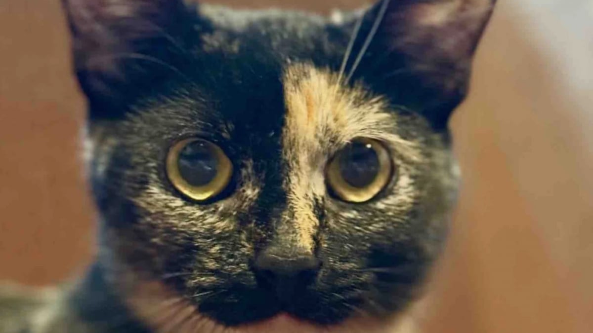 Illustration : "C'était tout ou rien, une famille refuse de séparer le trio et adopte la mère ainsi que ses 2 chatons"