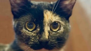 Illustration : C'était tout ou rien, une famille refuse de séparer le trio et adopte la mère ainsi que ses 2 chatons