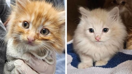 Illustration : Ces chatons de 5 semaines blottis l'un contre l'autre sous un porche r&ecirc;vaient d'obtenir de l'aide, un bon samaritain les voit et exauce leur voeu