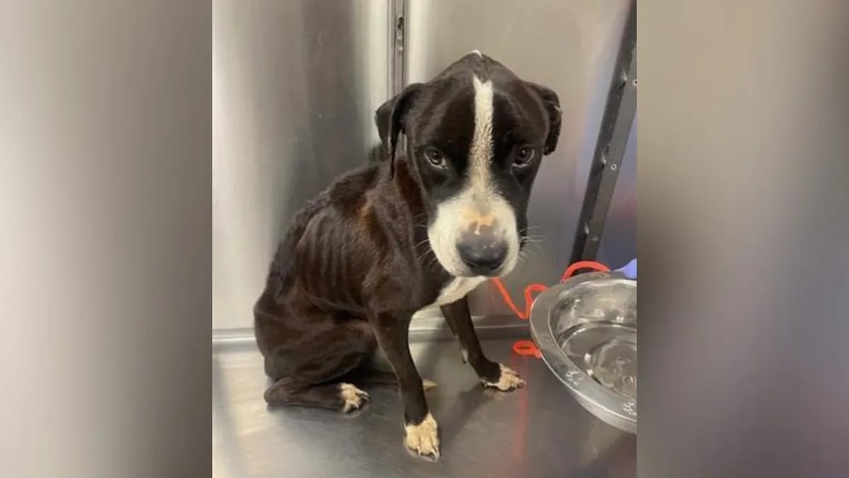 Illustration : "En voyant un chien retourné au refuge dans un état grave, les bénévoles se mobilisent pour lui offrir la plus belle des réhabilitations (vidéo)"