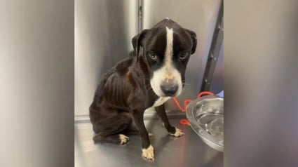 Illustration : En voyant un chien retourn&eacute; au refuge dans un &eacute;tat grave, les b&eacute;n&eacute;voles se mobilisent pour lui offrir la plus belle des r&eacute;habilitations (vid&eacute;o)