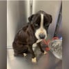 Illustration : En voyant un chien retourn&eacute; au refuge dans un &eacute;tat grave, les b&eacute;n&eacute;voles se mobilisent pour lui offrir la plus belle des r&eacute;habilitations (vid&eacute;o)