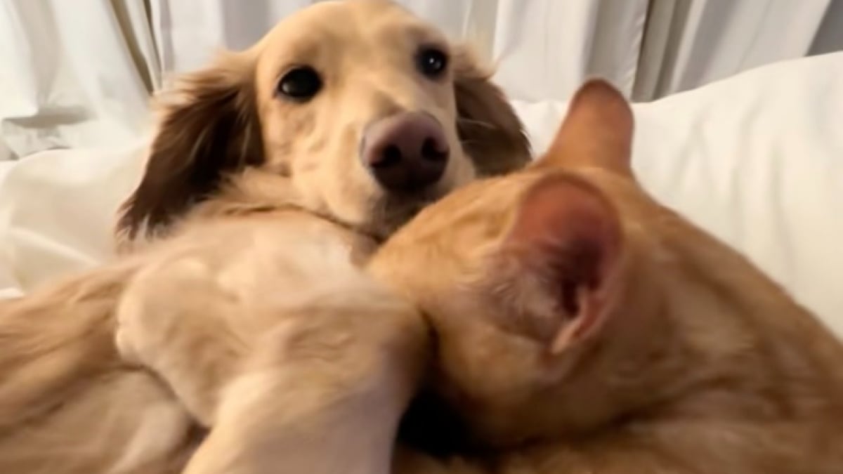 Illustration : "Un chat roux adopte un Teckel comme figure maternelle et le pétrit dans une adorable démonstration d’affection (vidéo)"