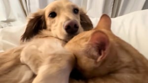 Illustration : Un chat roux adopte un Teckel comme figure maternelle et le pétrit dans une adorable démonstration d’affection (vidéo)