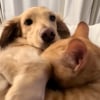 Illustration : Un chat roux adopte un Teckel comme figure maternelle et le p&eacute;trit dans une adorable d&eacute;monstration d&rsquo;affection (vid&eacute;o)