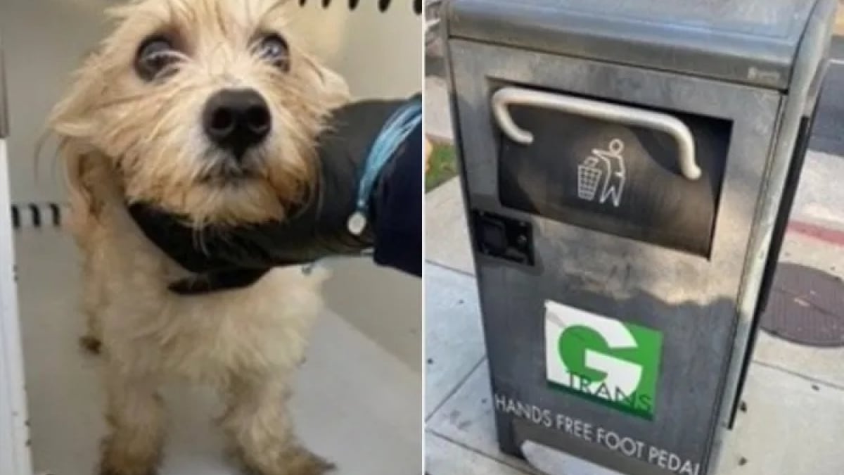 Illustration : "« Ce petit bonhomme l'a vraiment touché », il sauve un chiot abandonné dans une poubelle et ne peut l’oublier (vidéo)"