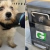 Illustration : &laquo; Ce petit bonhomme l'a vraiment touch&eacute; &raquo;, il sauve un chiot abandonn&eacute; dans une poubelle et ne peut l&rsquo;oublier (vid&eacute;o)