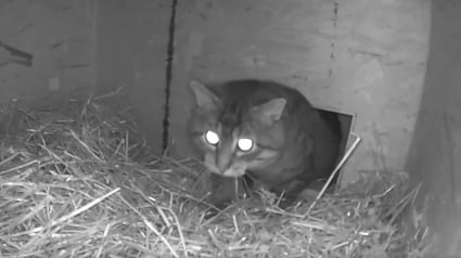 Illustration : Un chat errant tr&egrave;s m&eacute;fiant et une personne au grand c&oelig;ur qui lui a fabriqu&eacute; un abri vivent une touchante amiti&eacute; &agrave; distance