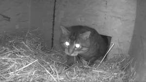 Illustration : Un chat errant très méfiant et une personne au grand cœur qui lui a fabriqué un abri vivent une touchante amitié à distance