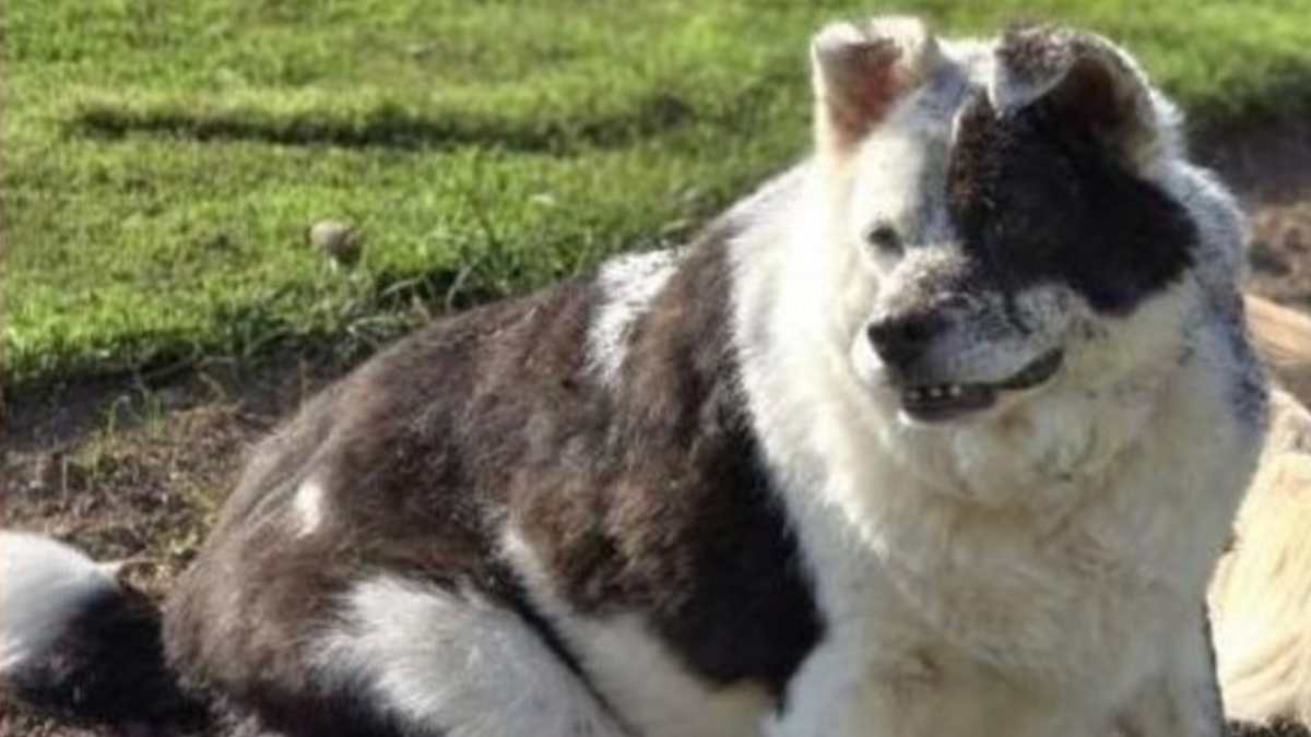 Illustration : "« Il voulait se lever, mais il n’y arrivait pas », ce vieux chien concerné par l'obésité morbide et exclusivement nourri aux pâtes retrouve une seconde jeunesse"