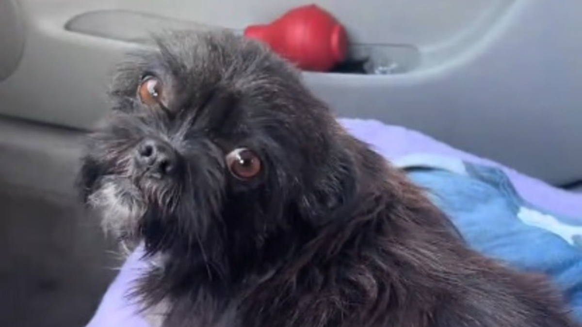 Illustration : "« Elle la supplie de ne pas monter », mais la chienne saute quand même dans la voiture et refuse de partir (vidéo)"