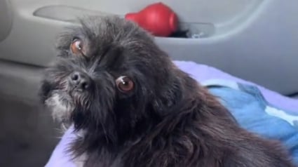 Illustration : &laquo; Elle la supplie de ne pas monter &raquo;, mais la chienne saute quand m&ecirc;me dans la voiture et refuse de partir (vid&eacute;o)