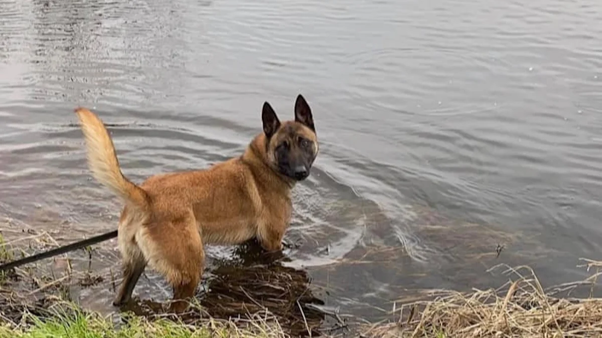 Illustration : "« La chienne ne mérite pas de mourir », 45 000 personnes signent une pétition lancée par la CNDA pour sauver une Malinoise condamnée après une morsure"