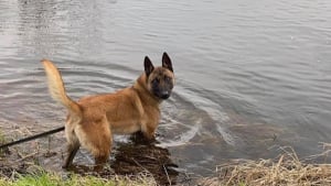 Illustration : &laquo; La chienne ne m&eacute;rite pas de mourir &raquo;, 45 000 personnes signent une p&eacute;tition lanc&eacute;e par la CNDA pour sauver une Malinoise condamn&eacute;e apr&egrave;s une morsure