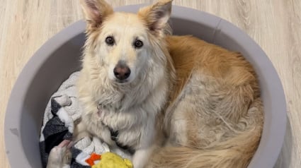 Illustration : En route vers sa nouvelle vie, cette chienne prend la fuite et parcourt 40 kilom&egrave;tres sur l'autoroute, elle est finalement sauv&eacute;e gr&acirc;ce &agrave; un drone dot&eacute; d'une cam&eacute;ra thermique