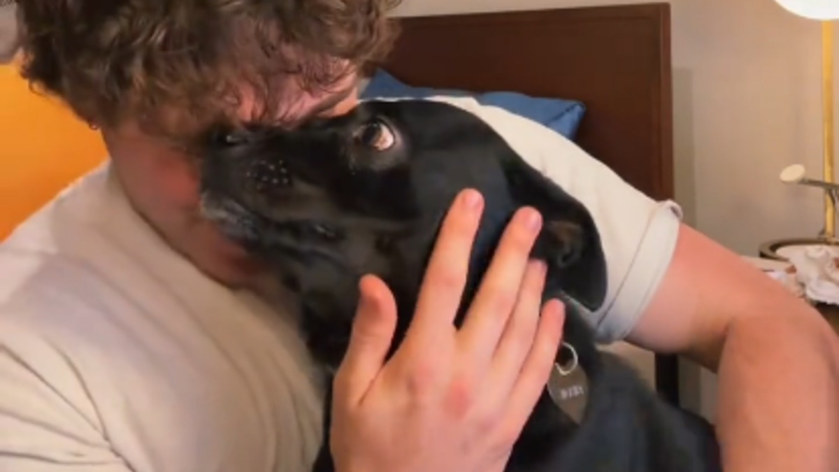 Illustration : "Interdite d'avion à cause de son apparence, cette chienne passe un test ADN révèle une surprise qui sauve ses vacances"