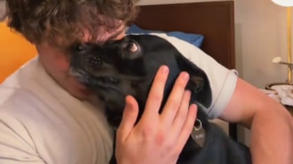 Illustration : Interdite d'avion &agrave; cause de son apparence, cette chienne passe un test ADN r&eacute;v&egrave;le une surprise qui sauve ses vacances