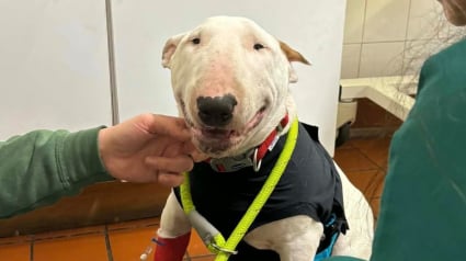 Illustration : &laquo; Il a retrouv&eacute; sa joie de vivre &raquo;, op&eacute;r&eacute; &agrave; temps, ce chiot survit &agrave; l'ingestion d'une lame de rasoir