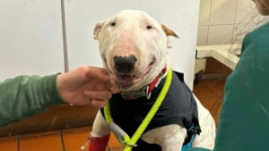 Illustration : "« Il a retrouvé sa joie de vivre », opéré à temps, ce chiot survit à l'ingestion d'une lame de rasoir"