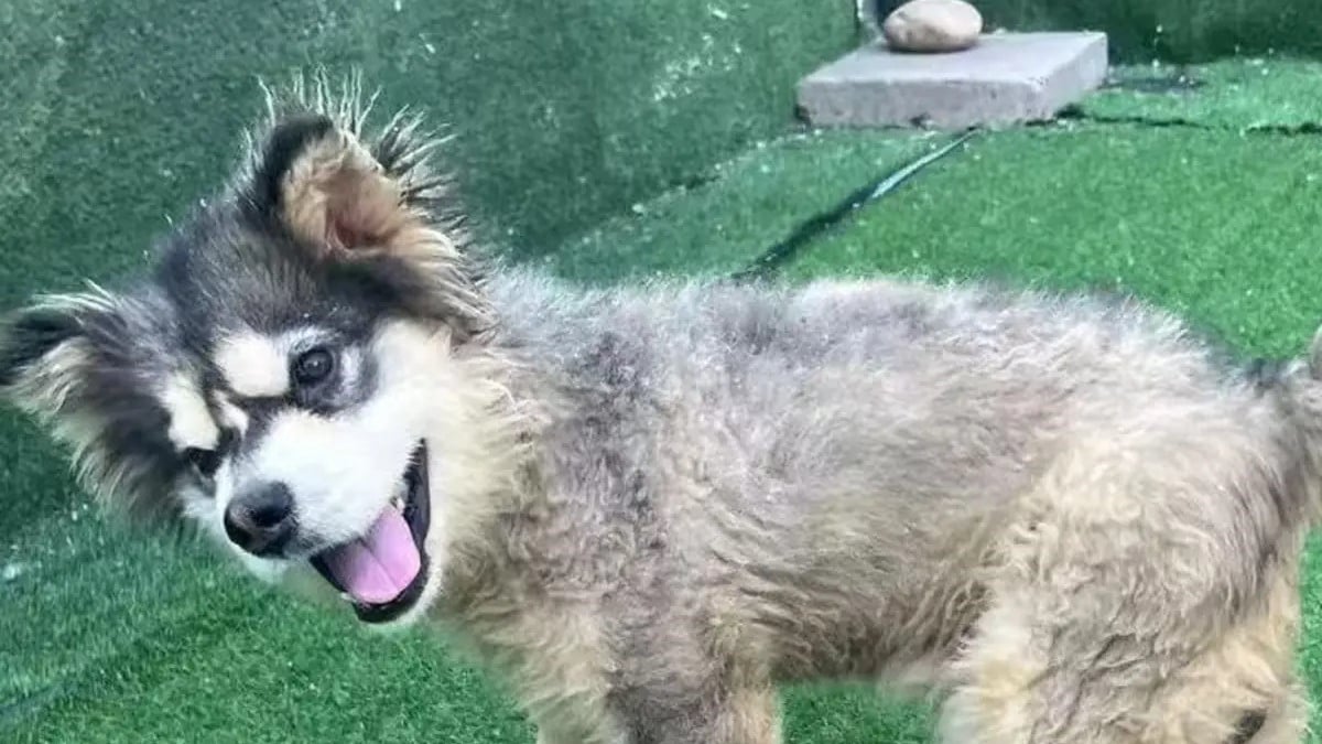 Illustration : "Venue au secours de Beagles rescapés d'un laboratoire, elle remarque un Malamute à la démarche étrange et décide de lui donner une chance"