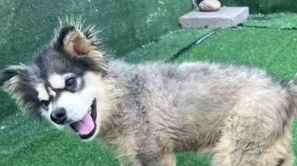 Illustration : Venue au secours de Beagles rescap&eacute;s d'un laboratoire, elle remarque un Malamute &agrave; la d&eacute;marche &eacute;trange et d&eacute;cide de lui donner une chance