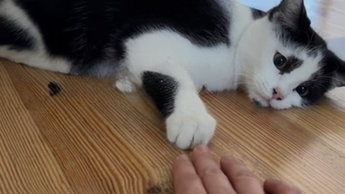 Illustration : "Marquée par le regard triste de ce chat, elle lui rend visite au refuge et réalise qu'ils sont faits l'un pour l'autre"