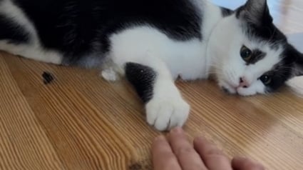 Illustration : Marqu&eacute;e par le regard triste de ce chat, elle lui rend visite au refuge et r&eacute;alise qu'ils sont faits l'un pour l'autre