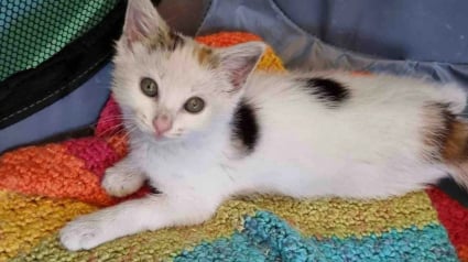 Illustration : Sauv&eacute;e d'un climatiseur &agrave; l'&acirc;ge de 8 semaines, cette chatte a attendu la famille de ses r&ecirc;ves pendant 3 ans