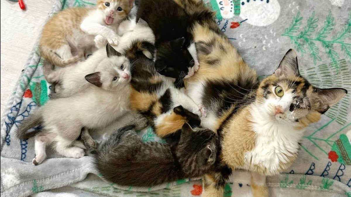 Illustration : "Borgne et résiliente, cette chatte qui a veillé sur ses 7 chatons malgré son état alarmant est devenue un soutien essentiel pour d'autres mamans"