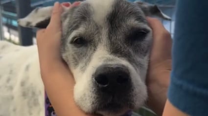 Illustration : Arriv&eacute;e au refuge &agrave; l'&acirc;ge de 12 ans apr&egrave;s l'expulsion de sa famille, cette chienne s&eacute;niore n'a jamais perdu espoir (vid&eacute;o)