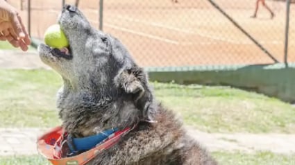 Illustration : En s&rsquo;aventurant sur un court de tennis, ce chien errant a marqu&eacute; le c&oelig;ur des habitants de toute une ville (vid&eacute;o)