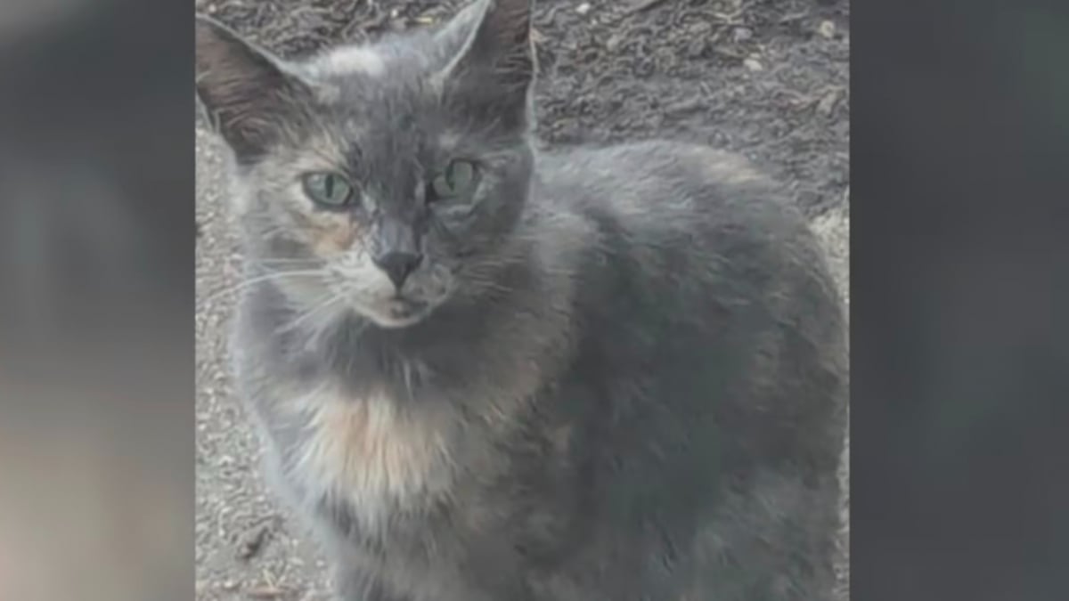 Illustration : "« J’ai commencé à paniquer », après avoir disparue dans le trou d’un mur, une chatte sauvage reste coincée pendant 11 jours (vidéo)"