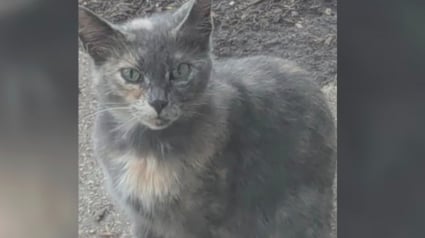 Illustration : &laquo; J&rsquo;ai commenc&eacute; &agrave; paniquer &raquo;, apr&egrave;s avoir disparue dans le trou d&rsquo;un mur, une chatte sauvage reste coinc&eacute;e pendant 11 jours (vid&eacute;o)