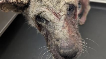 Illustration : Elle rend visite &agrave; la chienne squelettique et couverte de cro&ucirc;tes sauv&eacute;e des semaines plus t&ocirc;t et n'arrive pas &agrave; croire &agrave; sa transformation